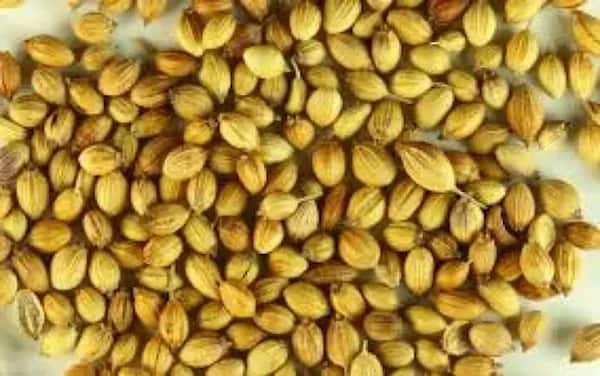 تصویر 2 از قیمت تخم گشنیز خشک شده با کیفیت ارزان + خرید عمده